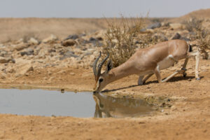 Israeli deer on a hot summer day